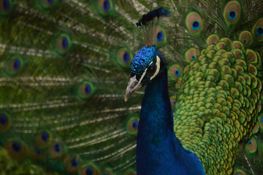 peacock, the beautiful Indian bird