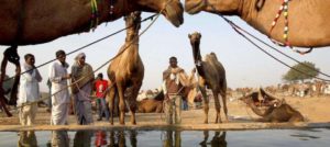 Beste Reisezeit in Indien: Indien im Oktober, Pushkar Camel Fair