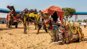 Pushkar Camel Fair Rajasthan