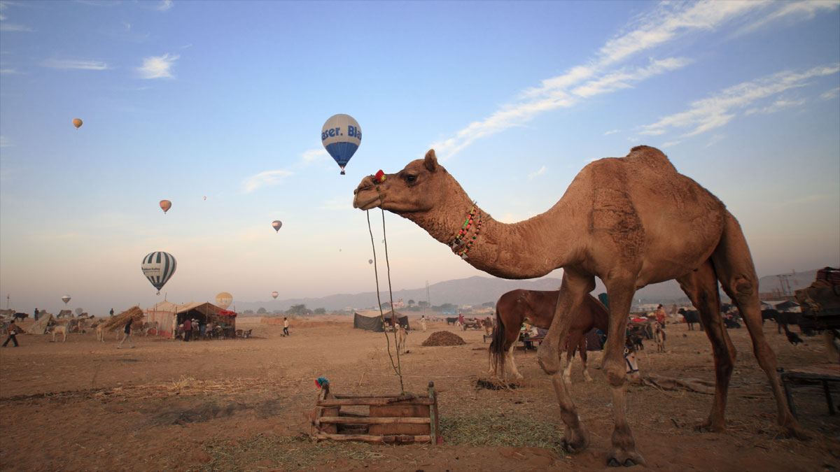 BIGcamel-market-pushkar002c-india.jpg