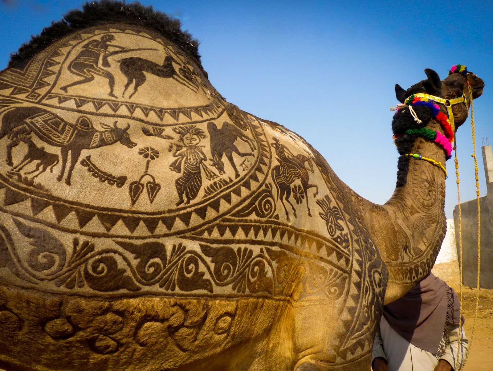nagaur fair, shaved camel