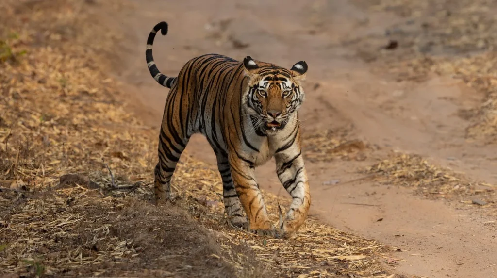 A Safari trip to Tadoba National Park