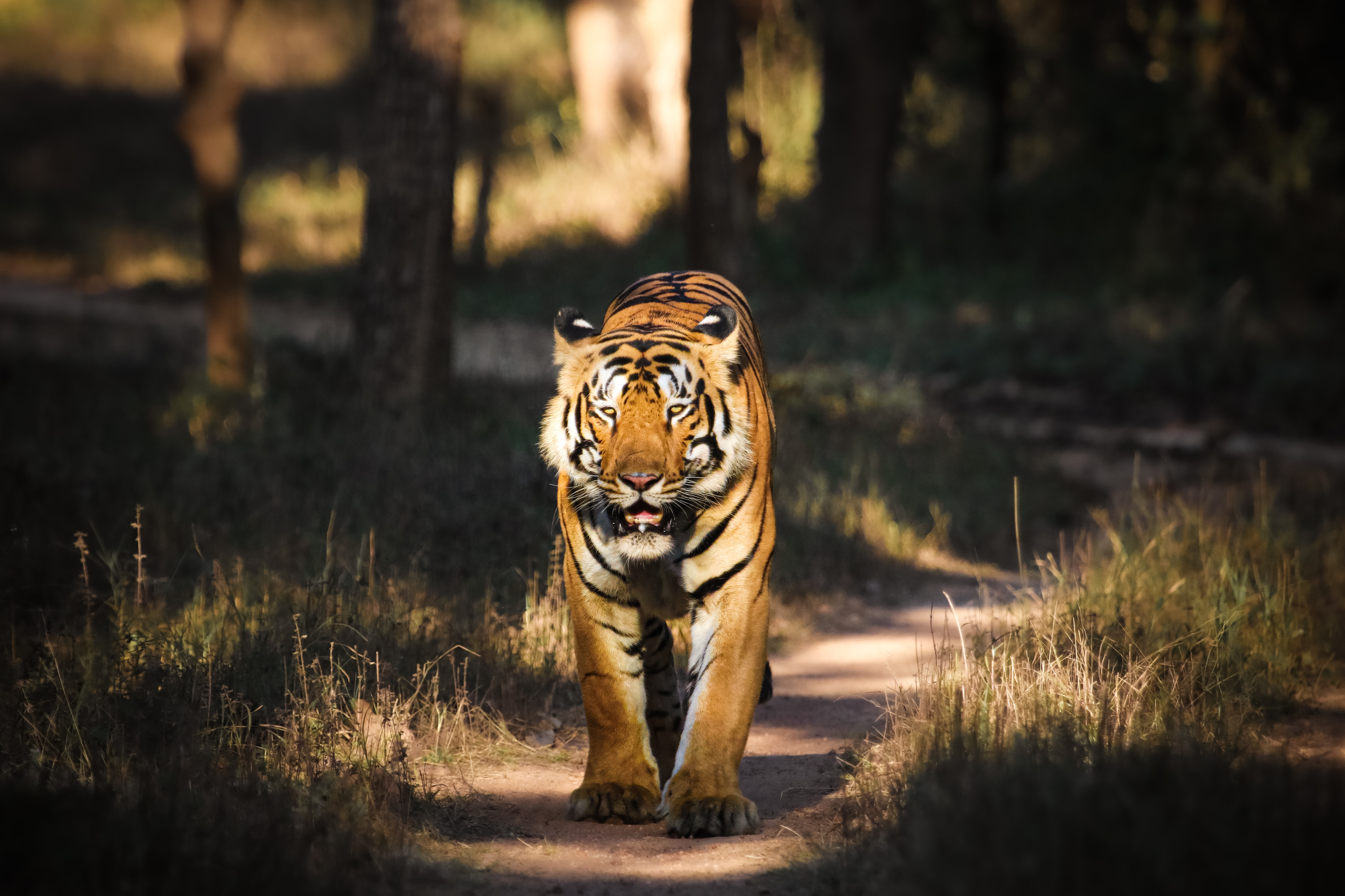 indien Safari tiger reservat