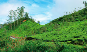 munnar, teeplantagen, reisetipps für südindien
