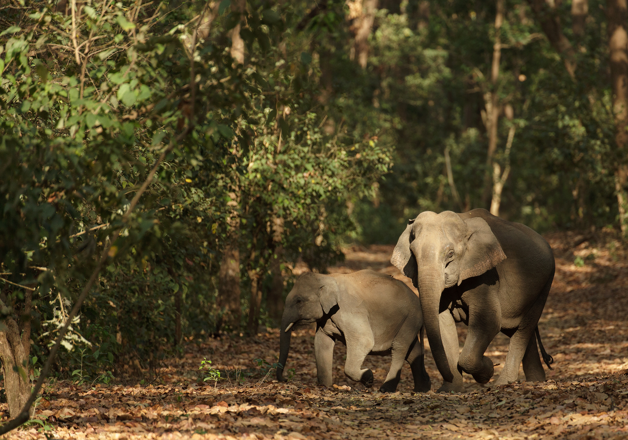 Indien Reiserouten Individualurlaub: Nationalparks in Indien
