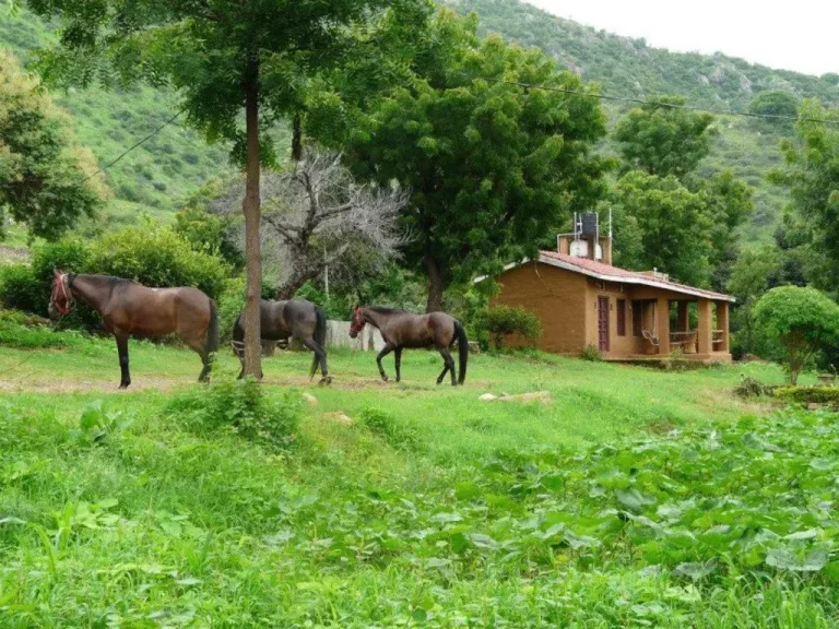 Farm Stay at Krishna Ranch – near Udaipur