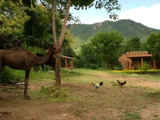 Farm Stay at Krishna Ranch - near Udaipur