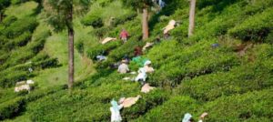 Munnar in Südindien