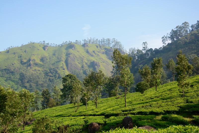Wetter-Suedindien-Regenzeit-Munnar-1