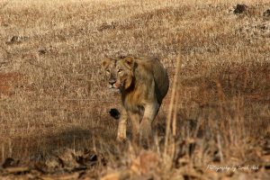 National parks of India, Indian wildlife reserves