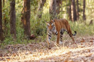 National parks of India, Indian wildlife reserves