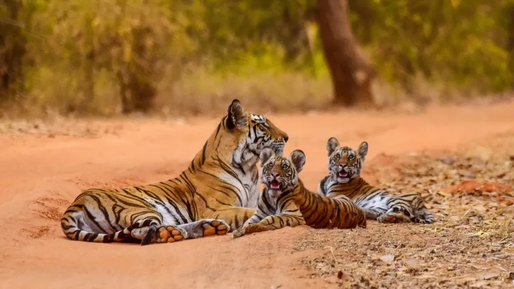 Into the Jungle: 8 Indian Wildlife Reserves you can't miss