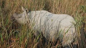 Into the Jungle: 8 Indian Wildlife Reserves you can't miss