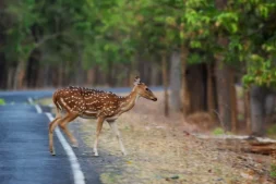 Into the Jungle: 8 Indian Wildlife Reserves you can't miss