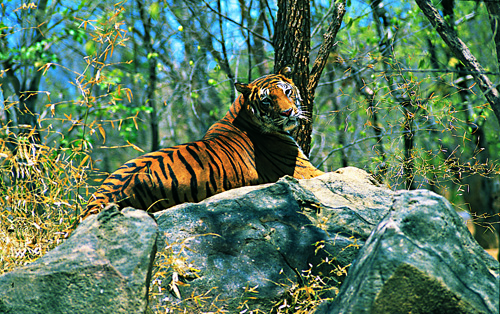 Indian_Tiger_Wayanad@wikipedia