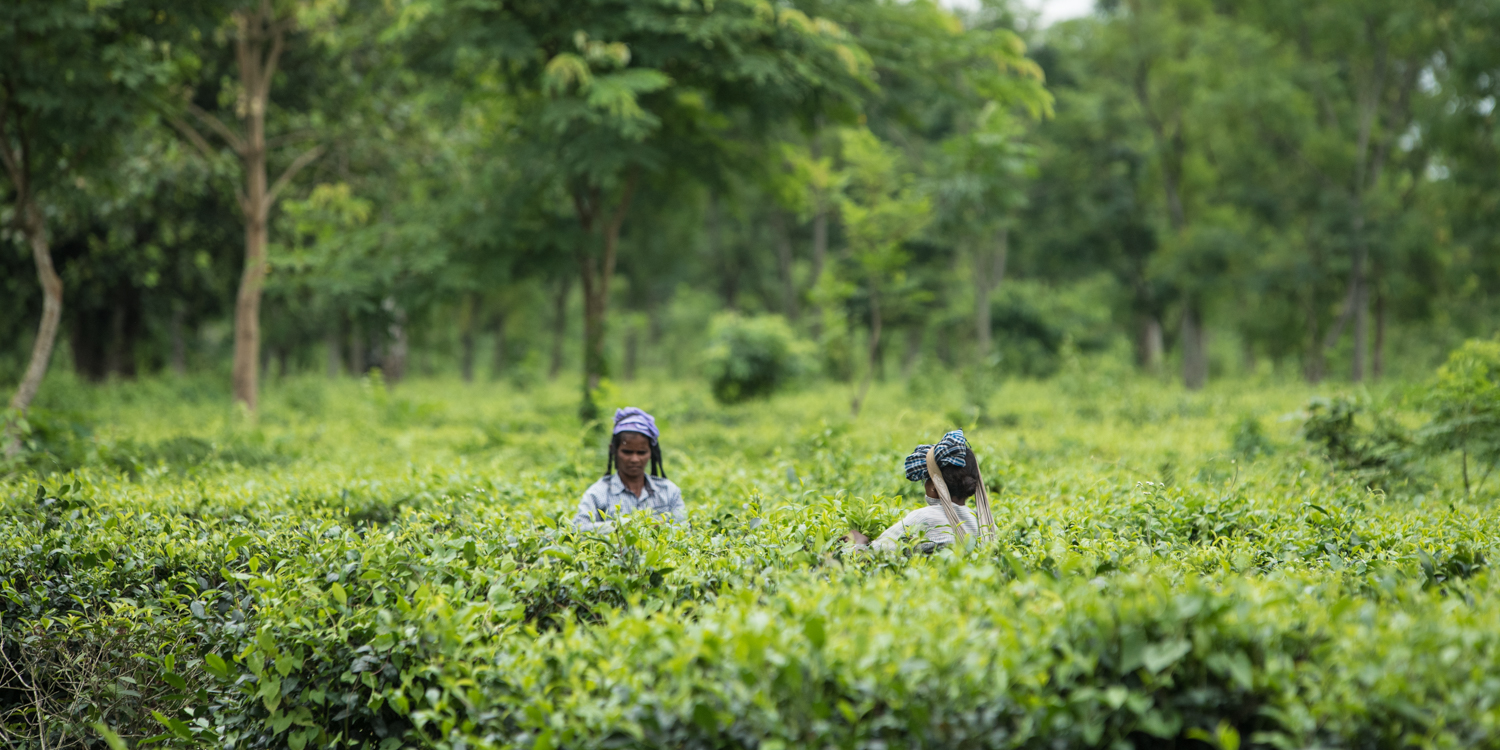 North-east India | Indie północno-wschodnie | noordoosten India | India in augustus | Weather in India in August | India in August | Traveling to India in August