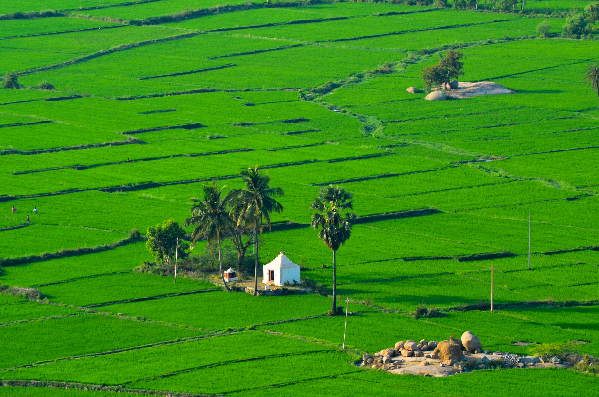 Hampi is surrounded with lush green rice fields in the monsoon. Photo