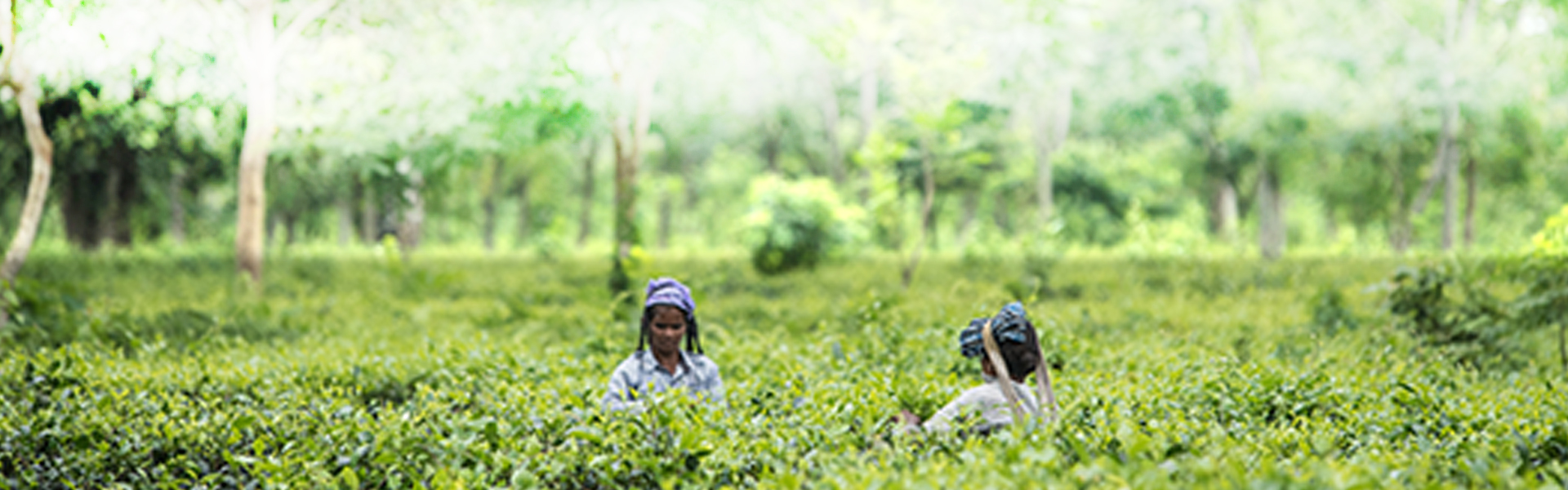 two week trip across north-east india, trip to india, travel to india. holidays in india, two week trip india