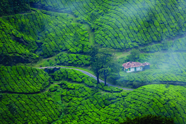 Munnar Tea plantations