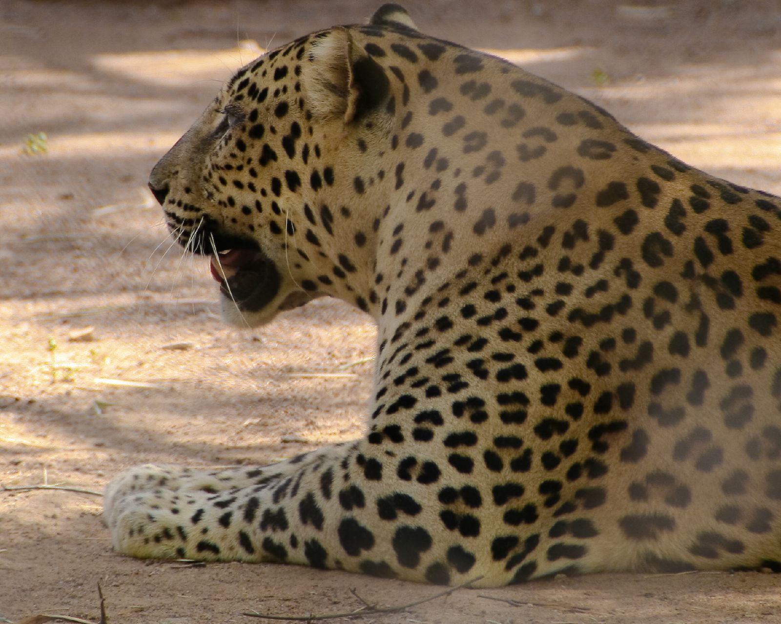 National Parks in India, Bernard's 14 days Safari Vacation, Safari Vacations in India