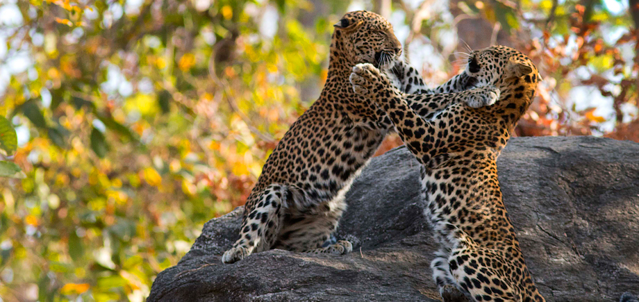 indien Safari Pench nationalpark