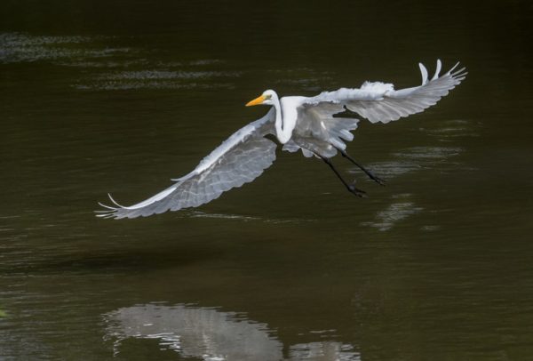 White Stork, Jim Corbett National Park