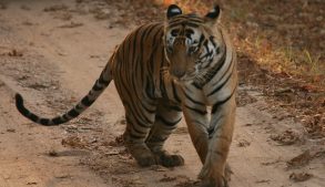 tiger in indien, kanha nationalpark