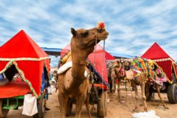 pushkar camel fair - rajasthan