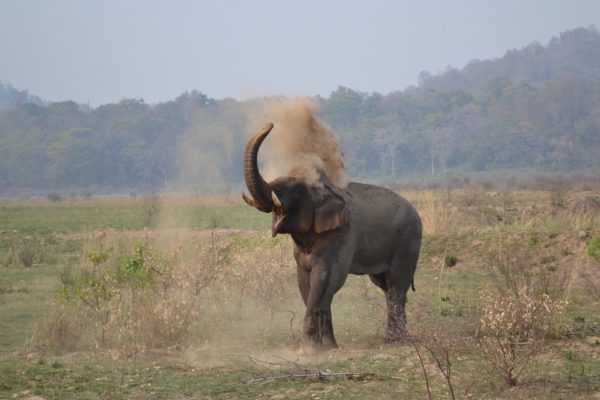 indien safari nationalpark