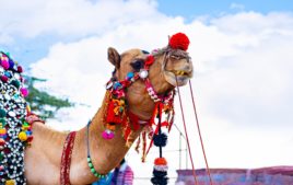 Festivals in Bikaner