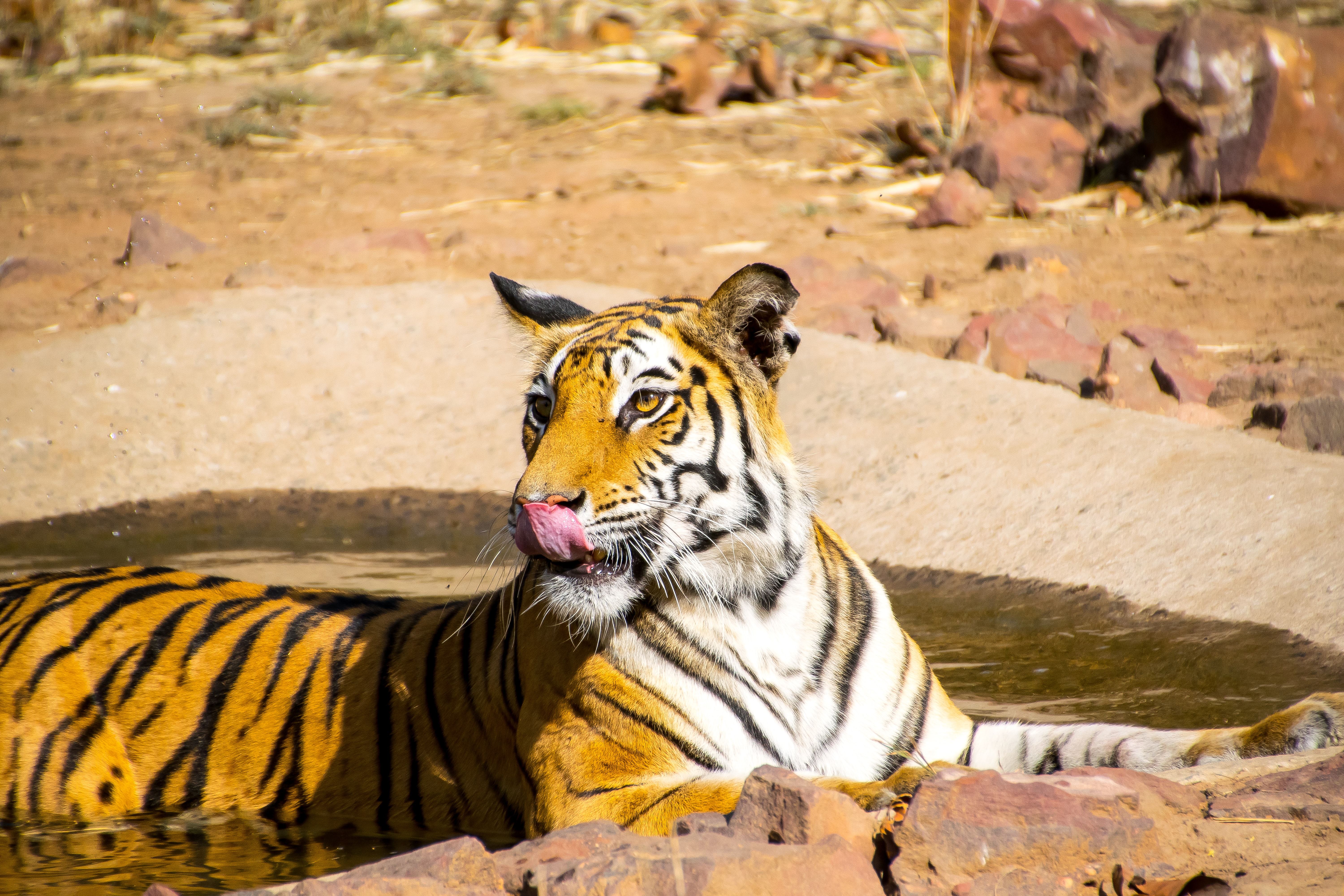 Wildlife tourism destinations in Madhya Pradesh