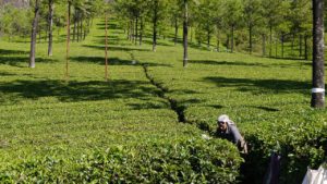 Munnar teeplantagen