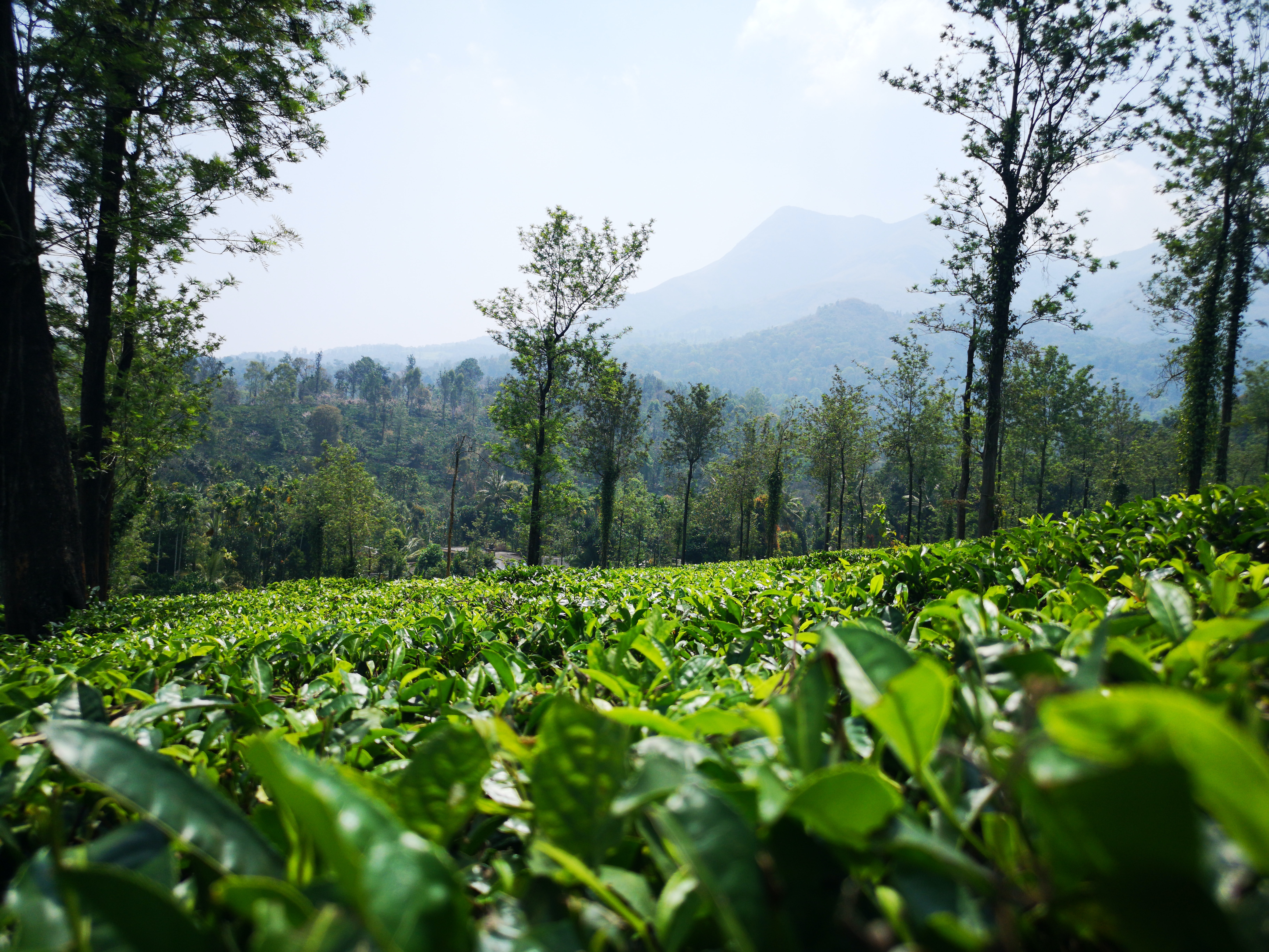 9 Best Things to do in Wayanad Kerala