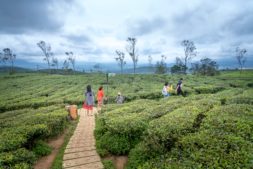Things to do in Thekkady