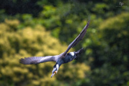 Activities to do in Thekkady