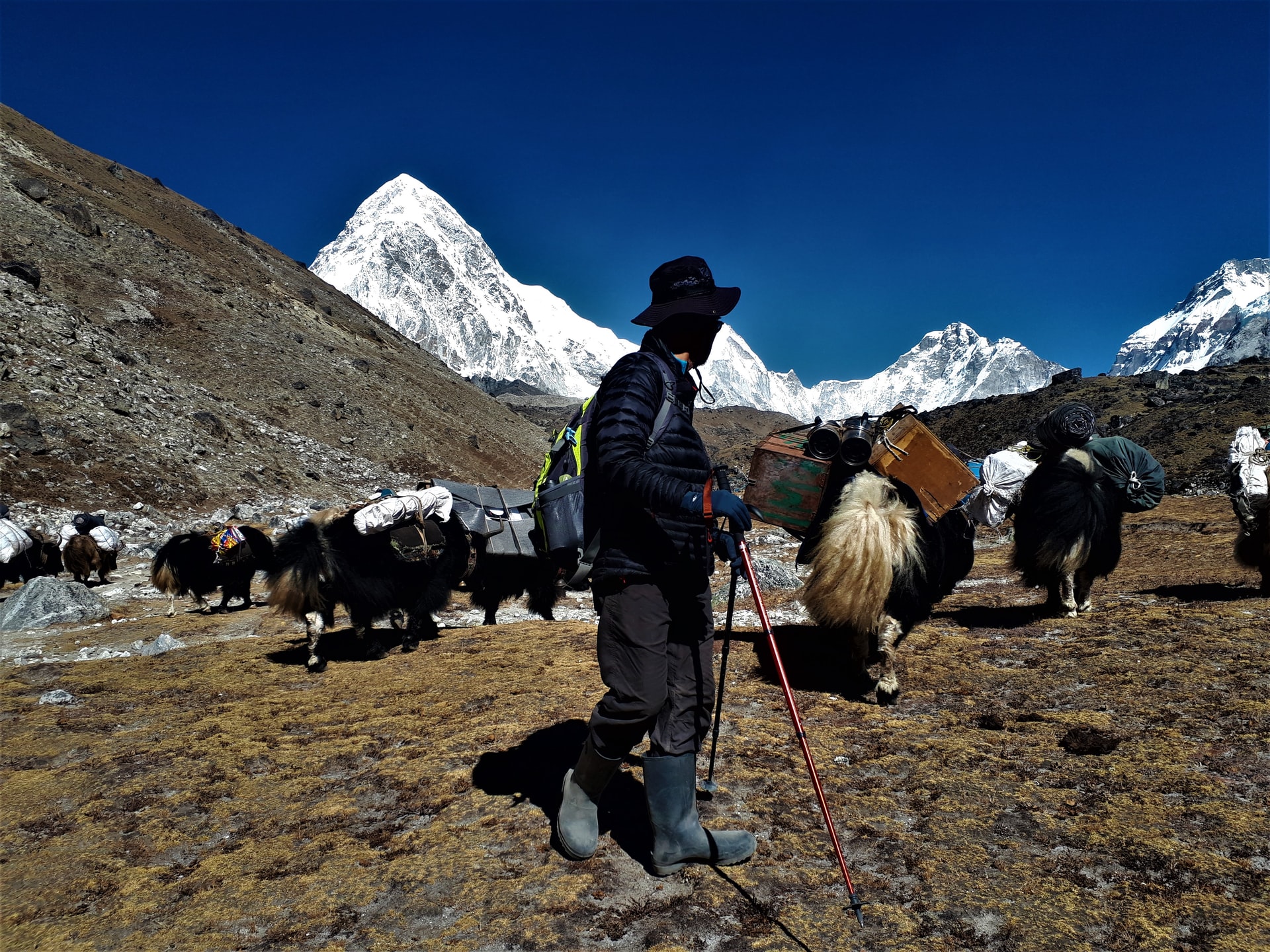 Yak ride in Himachal