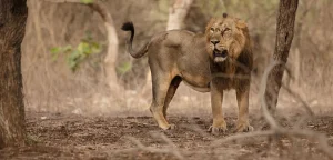 wildlife sanctuaries in gujarat