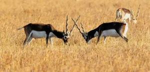 wildlife sanctuaries in gujarat