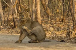 wildlife sanctuaries in gujarat