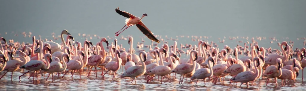 flamant-rose-rann-de-kutch
