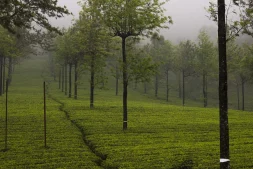 best time to visit munnar