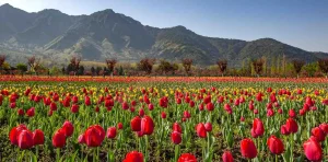 things to do in srinagar