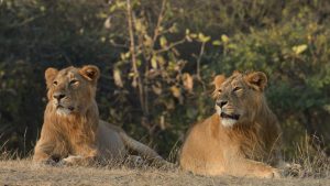best wildlife safaris