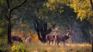 best wildlife safaris