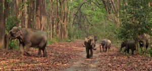 best wildlife safaris in india