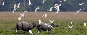 best wildlife safaris