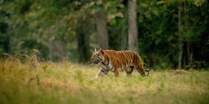 best wildlife safaris in india