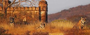 best wildlife safaris in india