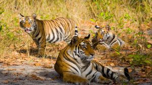 best wildlife safaris in india