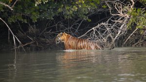 best wildlife safaris in india